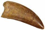 Carcharodontosaurus Tooth - Huge Dinosaur Tooth #270448-1